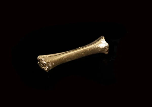 흰색 배경에 고립 된 뼈 — 스톡 사진