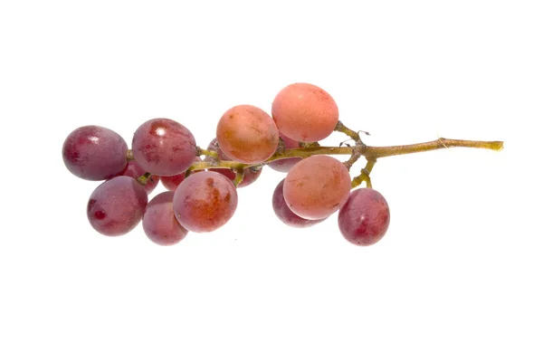 Uvas aisladas sobre fondo blanco —  Fotos de Stock