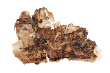 beyaz arkaplanda kuru mantar