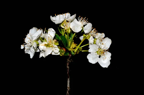 Весняна Квітка Ізольована Чорному Фоні — стокове фото