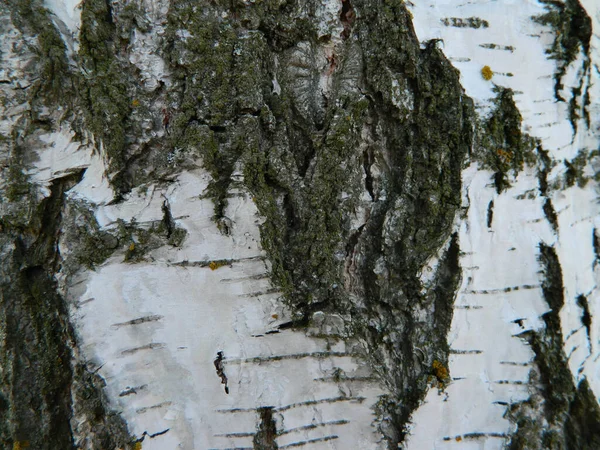 Старая Кора Дерева Качестве Фона — стоковое фото