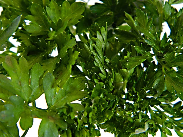 Зеленые Салате Изолированы Белом Фоне — стоковое фото