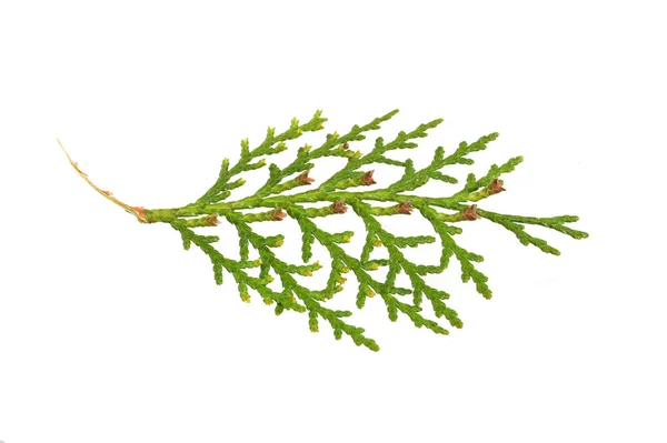 Thuja Isolado Fundo Branco — Fotografia de Stock