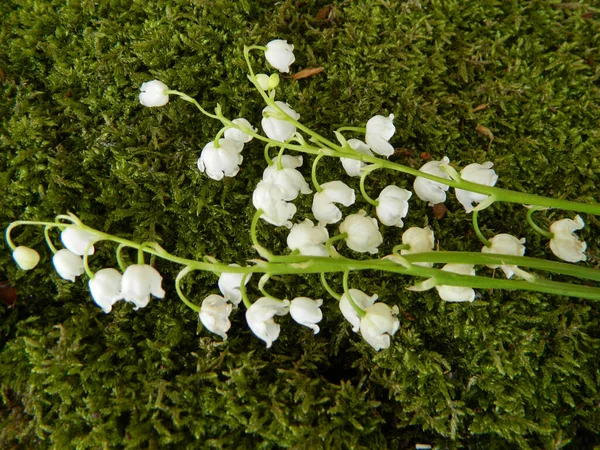 Prairie Lis Vallée Dans Forêt Après Pluie — Photo