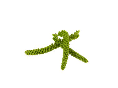                                ceviz yaprakları beyaz arkaplanda izole