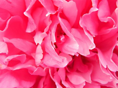                                Yazın yağmurdan sonra kır çiçekleri