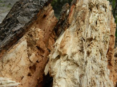                                Yazın yağmurdan sonra odun.