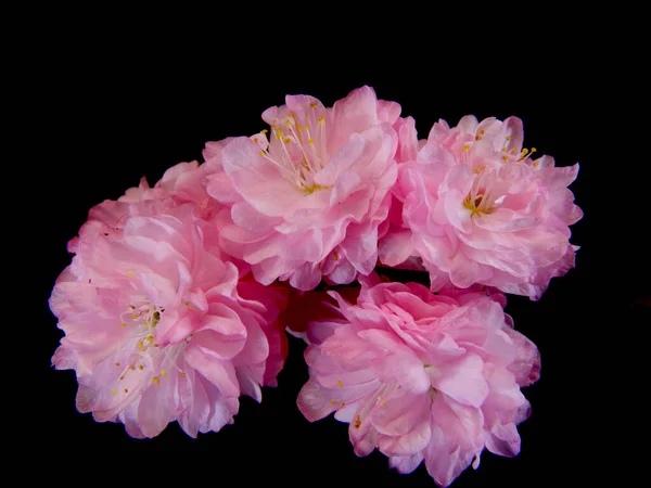 Sakura Izolované Bílém Pozadí — Stock fotografie