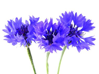                                Beyaz arka planda izole edilmiş yabani çiçek