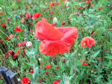                                Yazın yağmurdan sonra kır çiçekleri