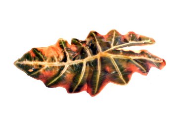 beyaz arkaplanda kuru yaprak izole