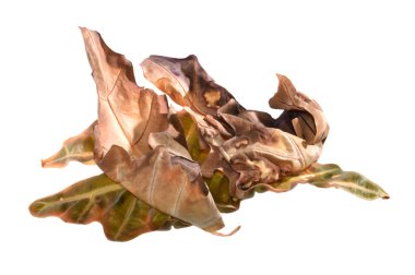 beyaz arkaplanda kuru yaprak izole