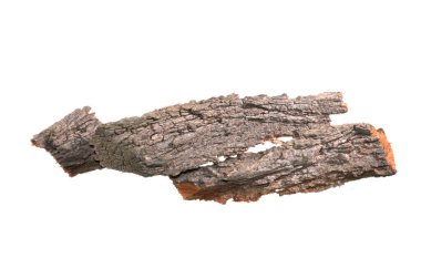 Beyaz arkaplanda ağaç kabuğu izole