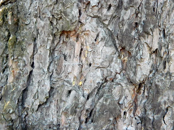 Velha Casca Árvore Como Fundo — Fotografia de Stock