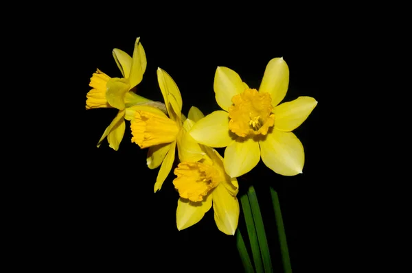 Жовта Квітка Ізольована Чорному Фоні — стокове фото