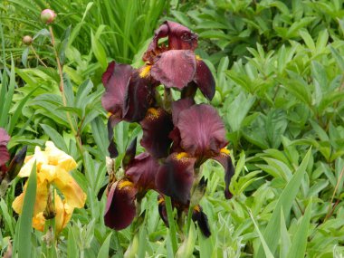                                Yazın yağmurdan sonra kır çiçekleri