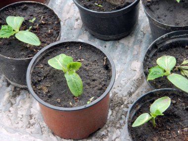                                Yazın yağmurdan sonra kır çiçekleri