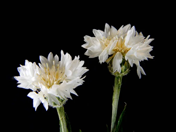 wild flower isolated on white background