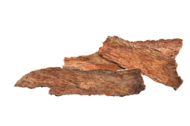 Beyaz arkaplanda ağaç kabuğu izole