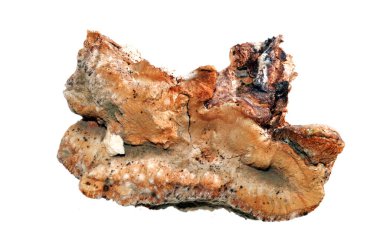 beyaz arkaplanda kuru mantar