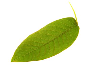                                ceviz yaprakları beyaz arkaplanda izole