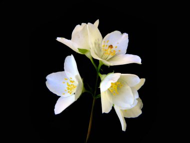                                Beyaz arkaplanda izole edilmiş beyaz çiçek