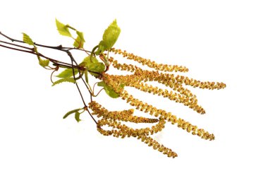 Beyaz arkaplanda huş tomurcukları izole