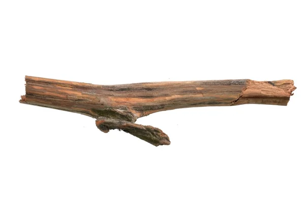 白い背景に孤立したドライオークの枝 — ストック写真