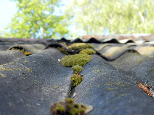 夏の雨の後の緑の苔 — ストック写真