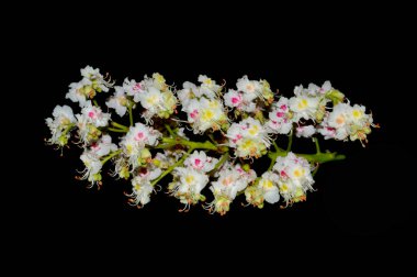 kestane çiçekleri siyah arkaplanda izole edilmiş