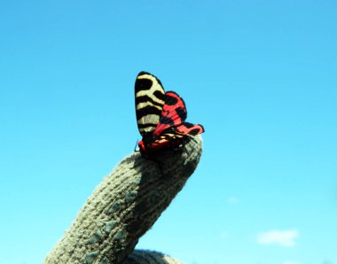                                Bahar ormanında renkli kelebek
