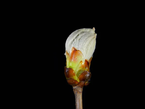 Spring Flower Isolated Black Background — Stock Photo, Image