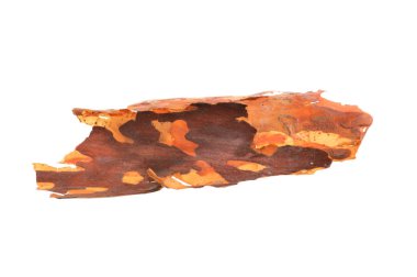 Beyaz arkaplanda ağaç kabuğu izole