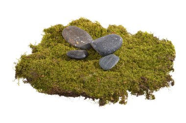 Beyaz arkaplanda yosun izole edildi