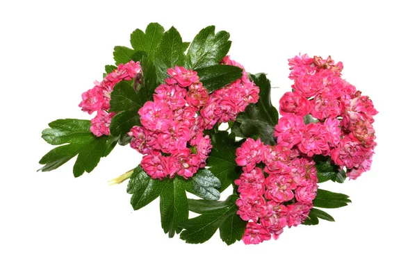 beyaz arkaplanda izole kırmızı çiçekler