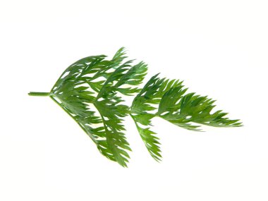                                Beyaz arkaplanda yeşil havuç sapı izole