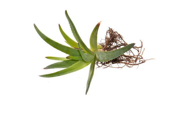 Aloe Blomma Isolerad Vit Bakgrund — Stockfoto