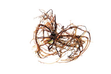 Aloe çiçeği beyaz arkaplanda izole