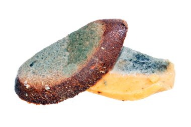 Beyaz arkaplanda küf izole edildi