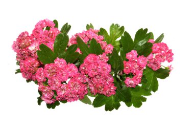 beyaz arkaplanda izole kırmızı çiçekler