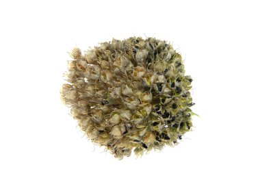                                Beyaz arkaplanda soğan tohumları izole