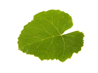                                Beyaz arkaplanda üzüm yaprağı izole edildi