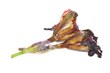 beyaz arkaplanda izole edilmiş kuru çiçek