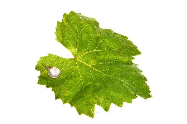 Hoja Uva Aislada Sobre Fondo Blanco — Foto de Stock