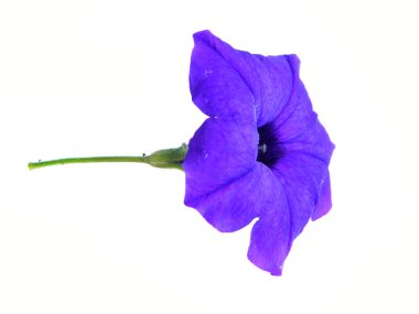                                çiçek tomurcuğu beyaz arkaplanda izole