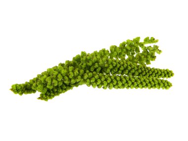                                ceviz yaprakları beyaz arkaplanda izole