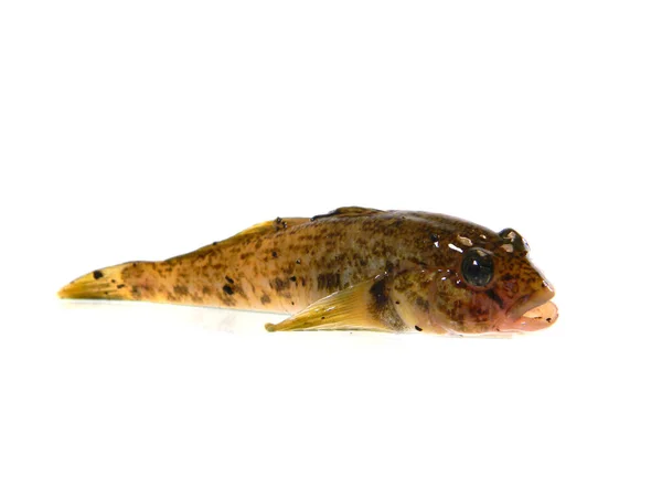 배경에 고립된 물고기 — 스톡 사진