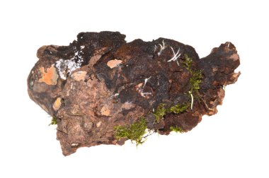 Beyaz arkaplanda yosun izole edildi