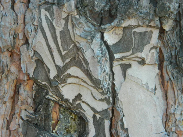 Old Tree Bark Background — Stock Photo, Image