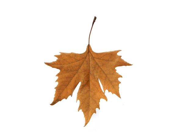 Dry Tree Leaf Isolated White Background — 스톡 사진